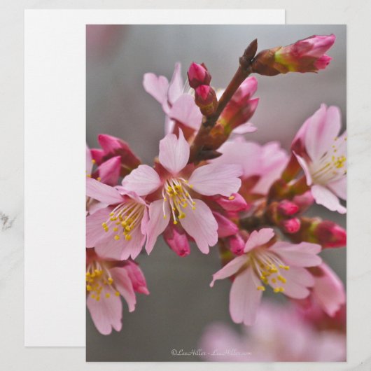 Pink Against A Gray Sky Japanese Cherry Blossoms (Front/Back)