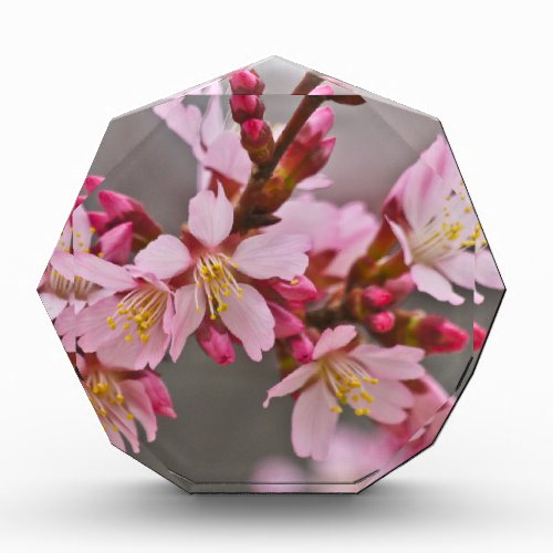 Pink Against A Gray Sky Japanese Cherry Blossoms Acrylic Award