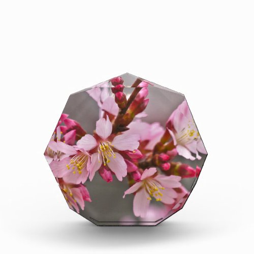 Pink Against A Gray Sky Japanese Cherry Blossoms Acrylic Award