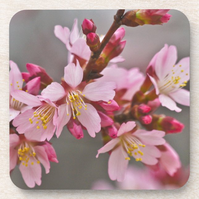 Pink Against A Gray Sky Japanese Cherry Blossoms Beverage Coaster (Front)