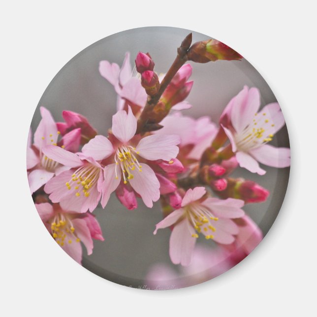 Pink Against A Gray Sky Japanese Cherry Blossoms Magnet (Front)