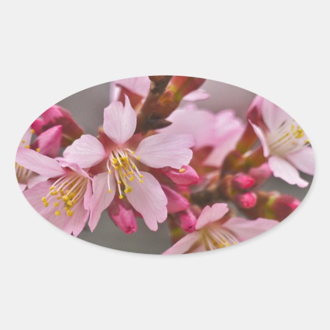 Pink Against A Gray Sky Japanese Cherry Blossoms Oval Sticker (Front)