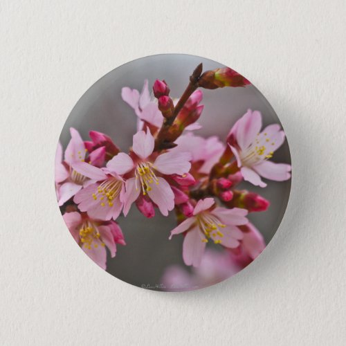 Pink Against A Gray Sky Japanese Cherry Blossoms Pinback Button