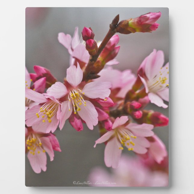 Pink Against A Gray Sky Japanese Cherry Blossoms Plaque (Front)