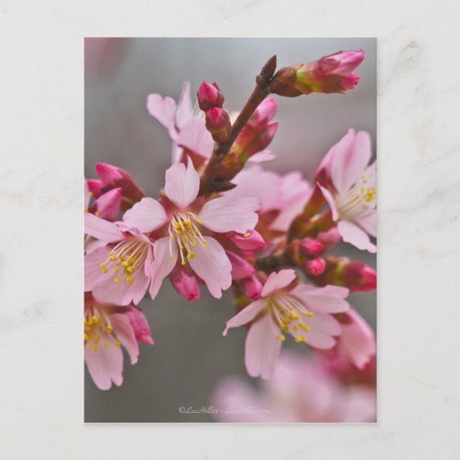 Pink Against A Gray Sky Japanese Cherry Blossoms Postcard (Front)