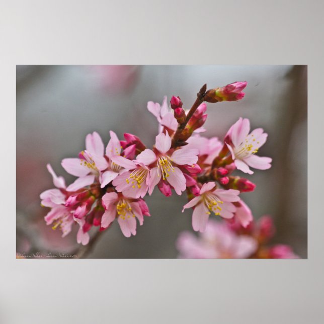 Pink Against A Gray Sky Japanese Cherry Blossoms Poster (Front)