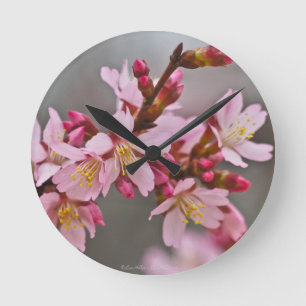 Pink Against A Gray Sky Japanese Cherry Blossoms Round Clock