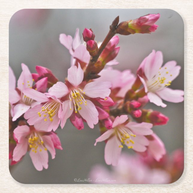 Pink Against A Gray Sky Japanese Cherry Blossoms Square Paper Coaster (Front)