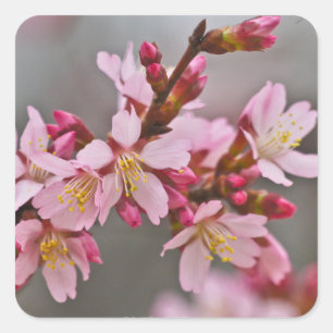 Pink Against A Gray Sky Japanese Cherry Blossoms Square Sticker