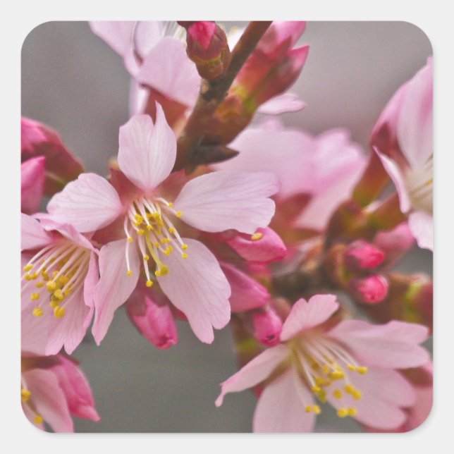 Pink Against A Gray Sky Japanese Cherry Blossoms Square Sticker (Front)