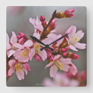 Pink Against A Gray Sky Japanese Cherry Blossoms Square Wall Clock