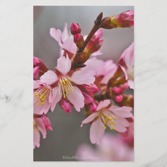 Pink Against A Gray Sky Japanese Cherry Blossoms Stationery (Front)