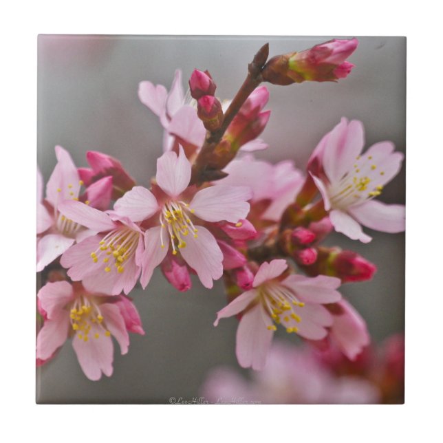 Pink Against A Gray Sky Japanese Cherry Blossoms Tile (Front)
