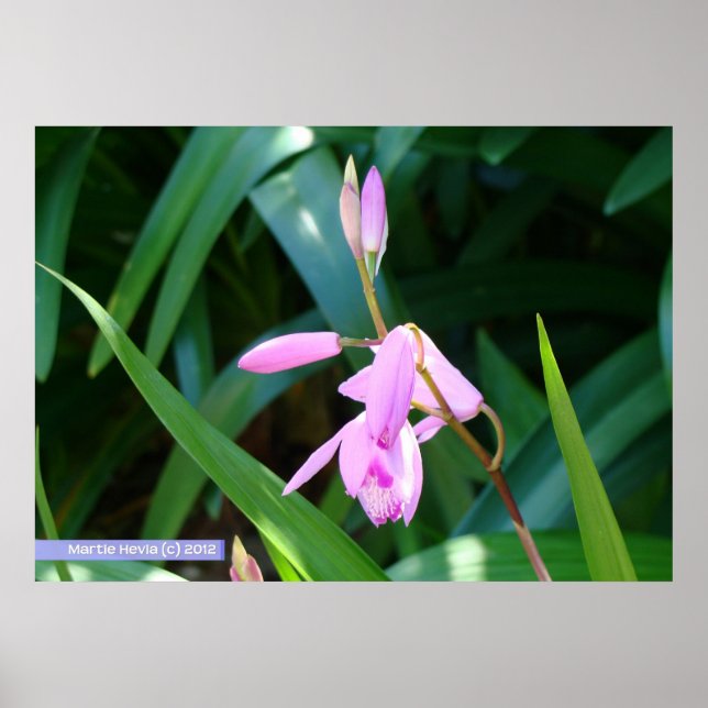 Pink Against Green Poster (Front)