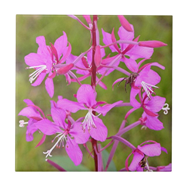 Pink Alaskan Fireweed flowers in bloom Ceramic Tile (Front)