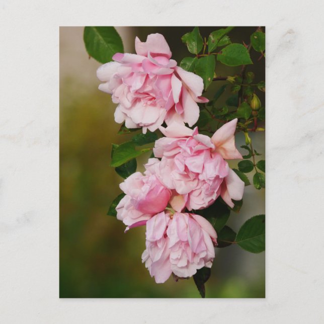 Pink Albertine Roses Postcard (Front)