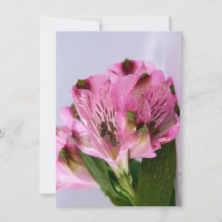 Pink Alstroemeria-4 Invitation
