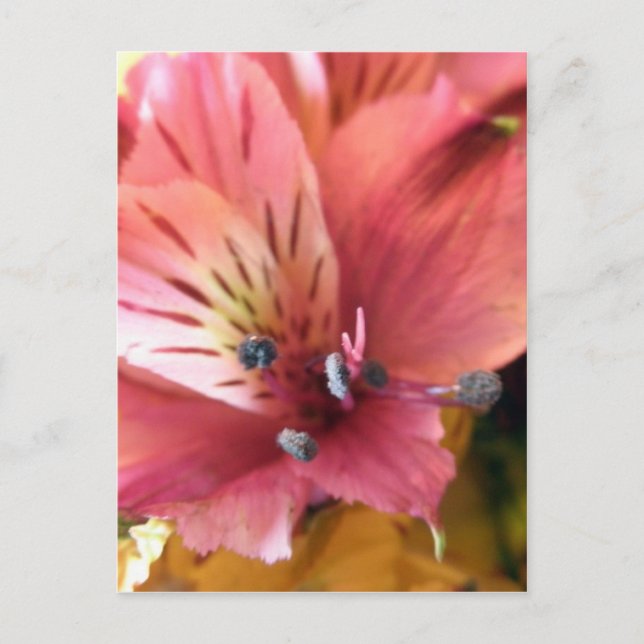 Pink Alstroemeria Flower Lilies Flowers Photo Postcard (Front)