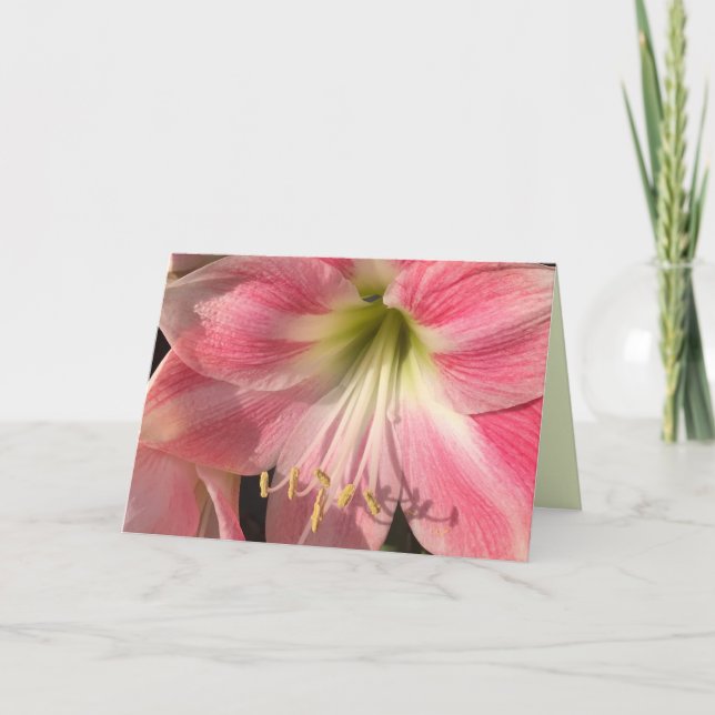 Pink Amaryllis Card (Front)
