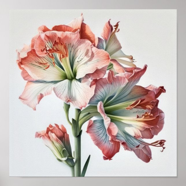 Pink Amaryllis Flower Art Print Poster (Front)