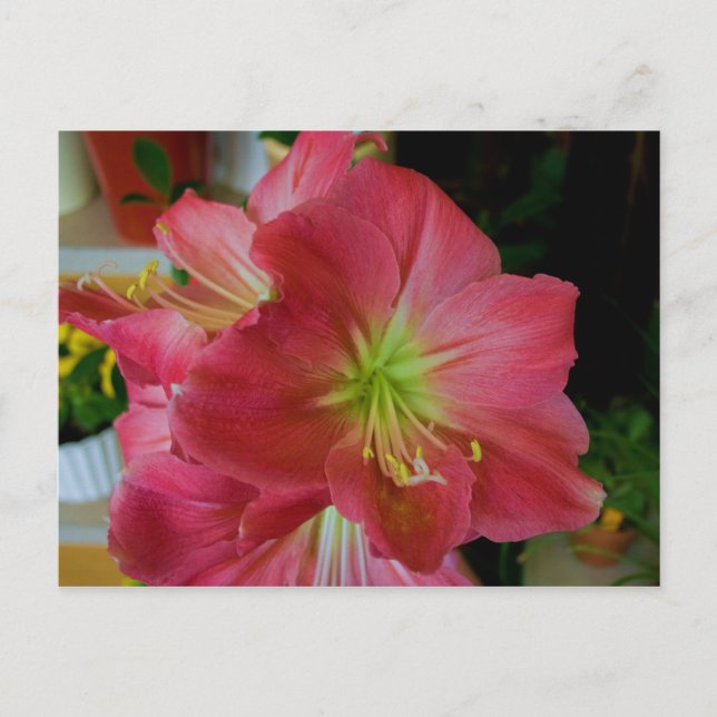 pink amaryllis postcard (Front)