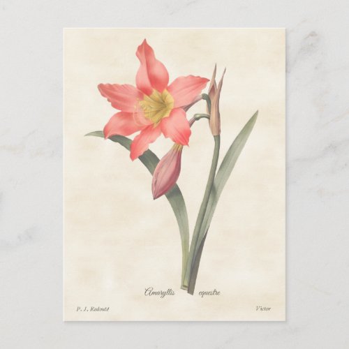 Pink Amaryllis Vintage Botanical Illustration Postcard