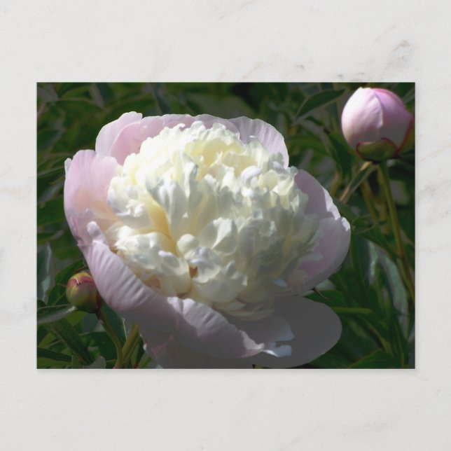 Pink and Cream Peonies Floral Postcard (Front)