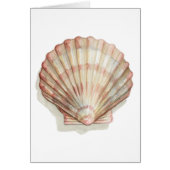 Pink and Cream Seashell (Front)