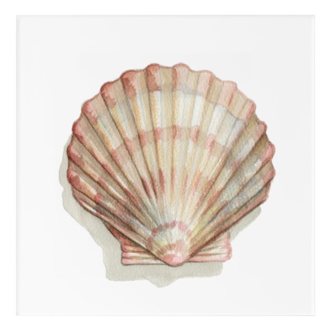 Pink and Cream Seashell Acrylic Print (Front)