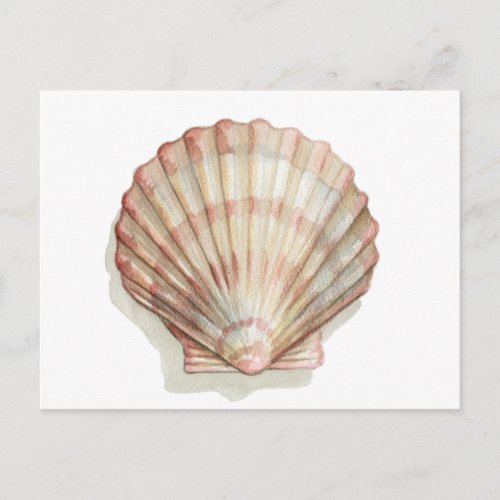 Pink and Cream Seashell Postcard