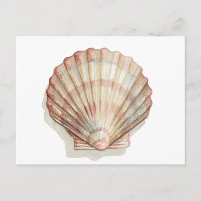 Pink and Cream Seashell Postcard (Front)