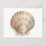 Pink and Cream Seashell Postcard