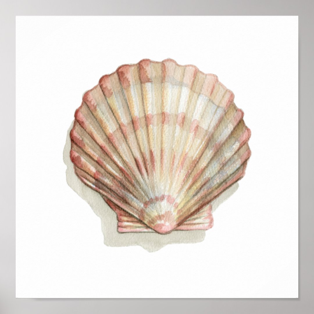 Pink and Cream Seashell Poster | Zazzle