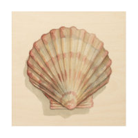 Pink and Cream Seashell