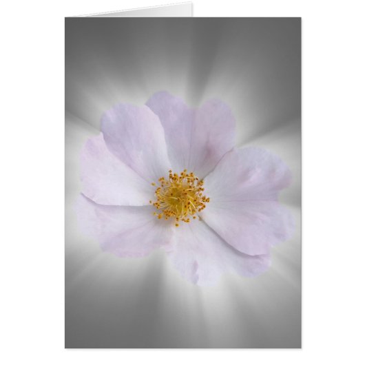 pink and gray (Front)