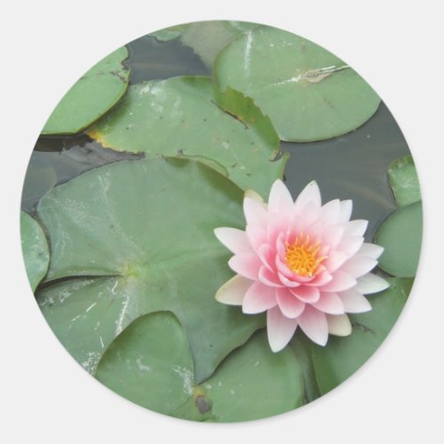 Pink and Green Lily Pad Pretty Photograph Classic Round Sticker