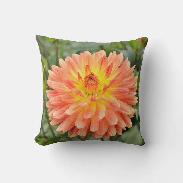 Pink and orange Georgina flower closeup Throw Pillow (Front)