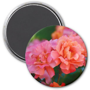 Pink and orange Rose -  Magnet
