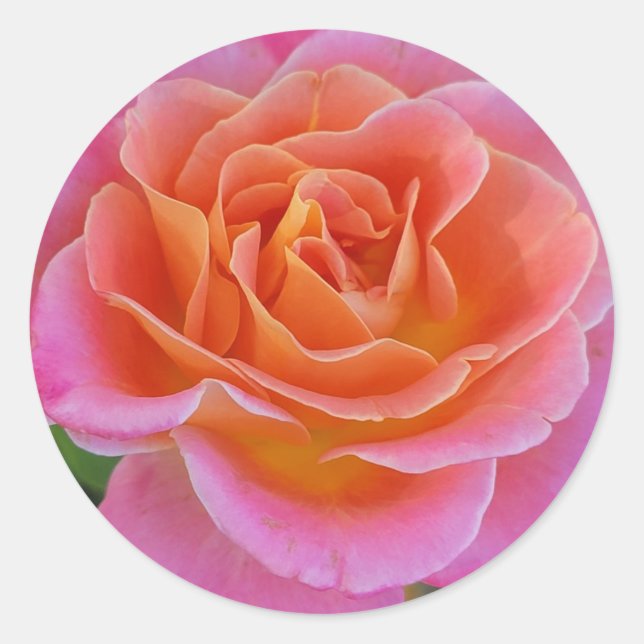 Pink and Orange Rose Stickers (Front)