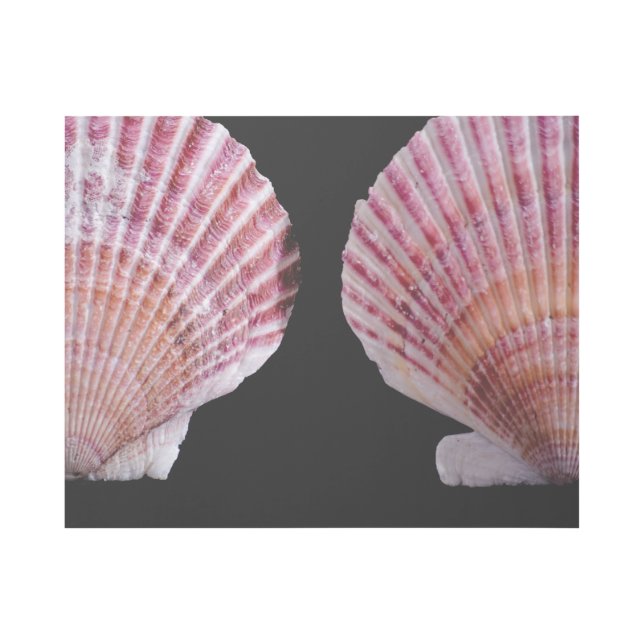 Pink and Orange Scallops Gallery Wrap (Front)