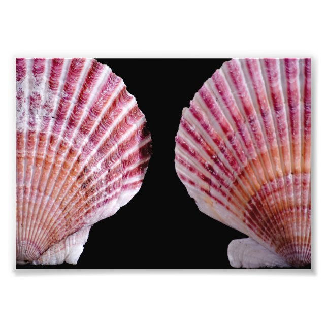 Pink and Orange Scallops Photo Print (Front)