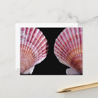 Pink and Orange Scallops Postcard