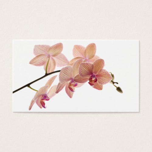 Pink and Peach Dendrobium Orchid - Customized Business Cards