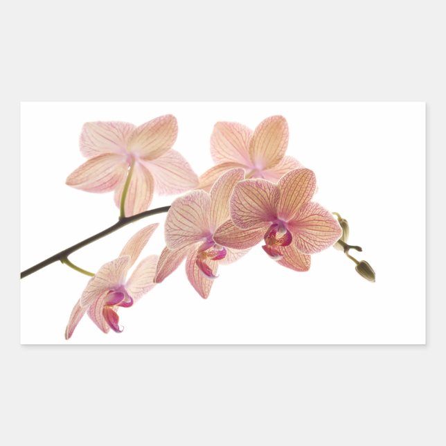 Pink and Peach Dendrobium Orchid - Customized Rectangular Sticker (Front)