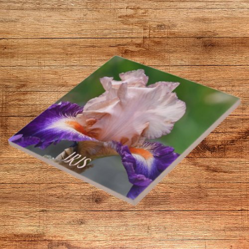 Pink and Purple Bearded Iris Floral Ceramic Tile