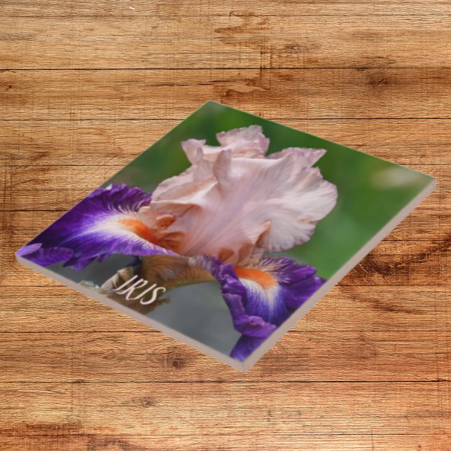 Pink and Purple Bearded Iris Floral Ceramic Tile (In Situ)