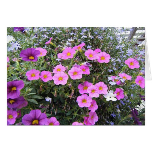 "Pink and Purple" Cards (Front Horizontal)