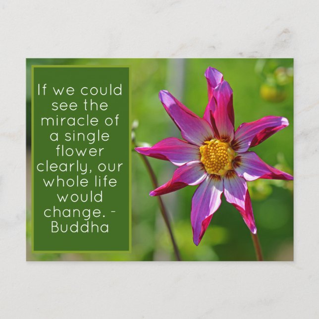 Pink and Purple Dahlia Flower Inspirational Postca Postcard (Front)