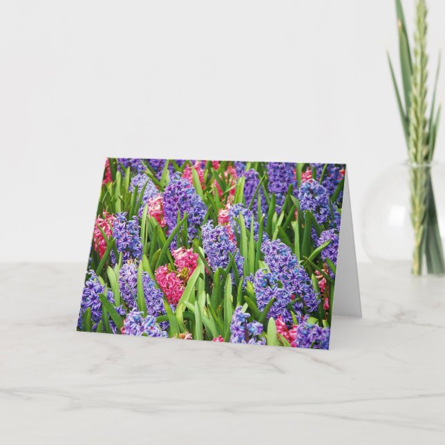 Pink and purple hyacinth greeting card (Front)