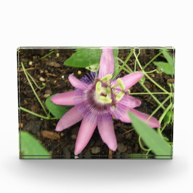 Pink and Purple Passionflower Decorative Award (Front)